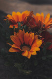 Fototapeta Kwiaty - Pomarańczowe kwiaty
