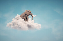 Elephant Sitting On A Cloud In The Sky