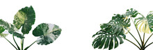 Tropical Foliage Plants Variegated Leaves Of Monstera And Alocasia Popular Rainforest Houseplants On White, Green Variegated Leaves Pattern Nature Frame Border Background.