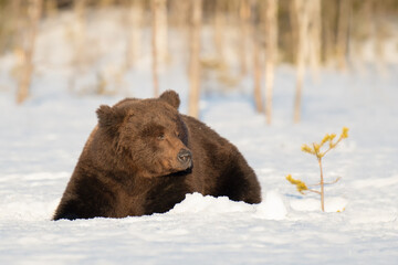 Wall Mural - Big male brown bear is lying down in the snow in winter forest in Finland near Russian border