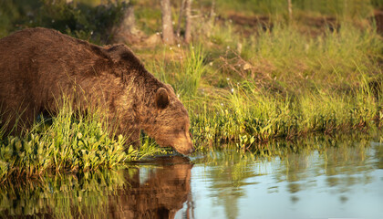 Wall Mural - brown bear drinking water from the pond on a summer evening