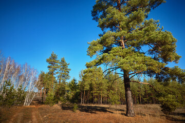 Wall Mural - Pines. Pine and deciduous forest in autumn. Nature. Landscape