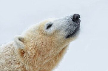 portrait of a polar bear