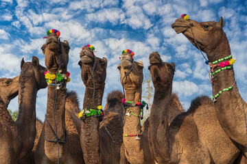 Wall Mural - Large herd of camels in desert Thar during the annual Pushkar Camel Fair near holy city Pushkar, Rajasthan, India