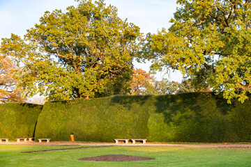 Wall Mural - Green and yellow trees in early autumn park