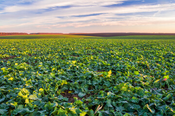 Green field of young rapeseed shoots and sky with clouds