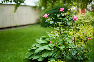 Wall Mural - Pink roses in the garden. Wall in the background.