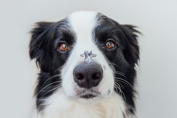 Wall Mural - Will you marry me. Funny portrait of cute puppy dog border collie holding wedding ring on nose isolated on white background. Engagement, marriage, proposal concept