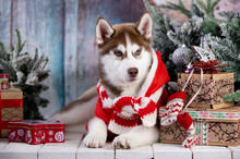 Close Up On Blue Eyes Of Cute Siberian Husky Puppy, Puppy Christmas Dog.  New Year With Gifts