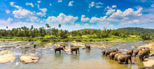 Herd Of Elephants In Sri Lanka