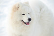 puppy samoyed husky on a background of snow