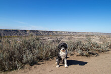 Portuguese Water Dog At Horse Thief Canyon In Munson, Alberta On The Dinosaur Trail