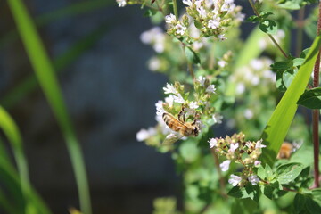 Honey bee collects nectar from oregano flowers