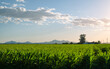 Green corn field in Tucson Arizona daytime image. 