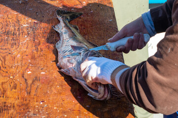 Wall Mural - A closeup of a chef fillets and cleans codfish on a wood cutting board on a wharf with a knife. The fresh white Atlantic codfish is cut and prepared into loins, steaks, and filets for restaurants.