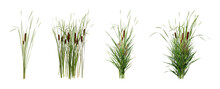 Set With Beautiful Green Reed On White Background. Banner Design