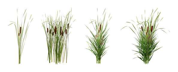 set with beautiful green reed on white background. banner design