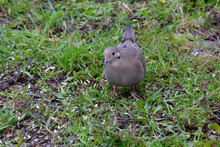 Turtle Dove In Grass 08