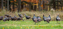 Wild Turkeys Play In The  Colorful Woods A Week Before Thanksgiving
