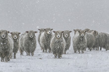 Cold Sheep