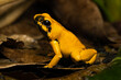 Golden poison frog (Phyllobates Terribilis 