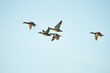 Flock of ducks flying in front of a blue sky