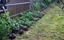 Evergreen Cherry Shrub Plants Are Set Up Along The Fence. They Will Be Planted By A Gardener As A Hedge. They Have Wrapped Roots In A Ball Shape In A Textile Sheet