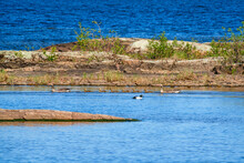 Swimming Greylag Goose Family In The Archipelago