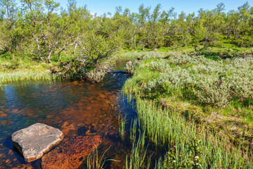 Poster - Small lake and  a crrek in a beautiful birch forest