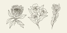 Set Of Hand Drawn King Protea, Alstroemeria, Leucadendron