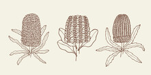 Set Of Hand Drawn Banksia Flowers. Australian Native Plants