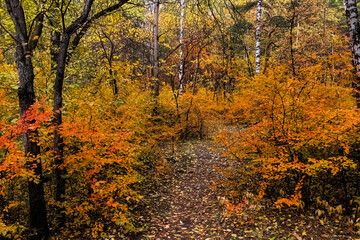 Canvas Print - autumn in the forest