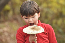 Boy Hold A Giant Mushroom In The Forest. Parasol Mushroom, Macrolepiota Procera, In Child Hand