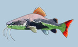Fototapeta  - drawing redtail catfish, monter river fish, art.illustration, vector