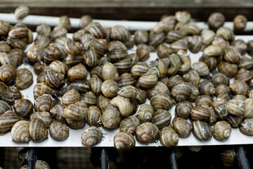 snails on farm close-up organic farming