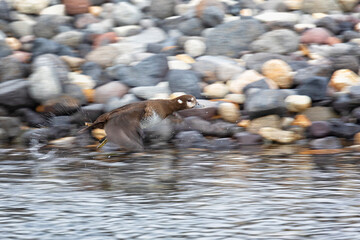 Poster - Harlequin duck female in flight