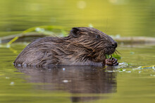 Eurasian Beaver, Castor Fiber, Biting Leaves In Green Water In Spring. Wet Brown Rodent Eating Grass In Wetland. Aquatic Mammal Feeding In River.