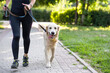 © Ievgen Skrypko - Sport girl running with golden retriever dog outdoors closeup view. Young woman jogging with doggy pet in sunny day
