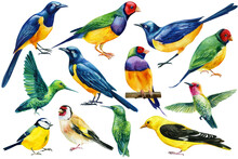Set Of Tropical Birds On Isolated White Background, Watercolor Starling, Hummingbird, Goldfinch, Oriole And Blue Tit