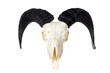 Ram skull with horns isolated on white. Big black twisted horns. Head of a dead animal. Satanic symbol.