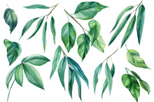 Set Green Tropical Leaves Watercolor Illustration. Exotic Plant
