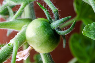 Wall Mural - Indoor small green tomato