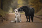 Fototapeta Konie - Little pony and big dog