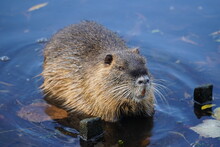 The Coypu (myocastor Coypus) Or Nutria Is A Large, Herbivorous, Semiaquatic Rodent. Classified As Member Of The Family Myocastoridae. Wild Specimen In Celle Castle Park, Germany.