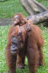 Wall Mural - The Bornean orangutan, Pongo pygmaeus is a species of orangutan native to the island of Borneo, Indonesia.