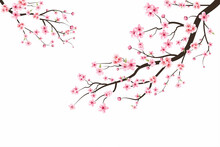 Cherry Blossom Branch With Sakura Flower. Watercolor Cherry Blossom Vector. Pink Sakura Flower Background. Sakura On White Background. Watercolor Cherry Bud. Cherry Blossom Flower Blooming Vector.
