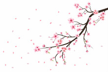 Cherry Blossom Flower Blooming Vector. Pink Sakura Flower Background. Watercolor Cherry Blossom Vector. Cherry Blossom Branch With Sakura Flower. Sakura On White Background. Watercolor Cherry Bud.
