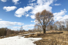Tree on hill covered with melting snow and dry grass under blue cloudy sky