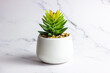 Green succulent flower plant in the pot on light marble background with copy space.