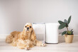 Cute dog in the room with modern humidifier and air purifier.